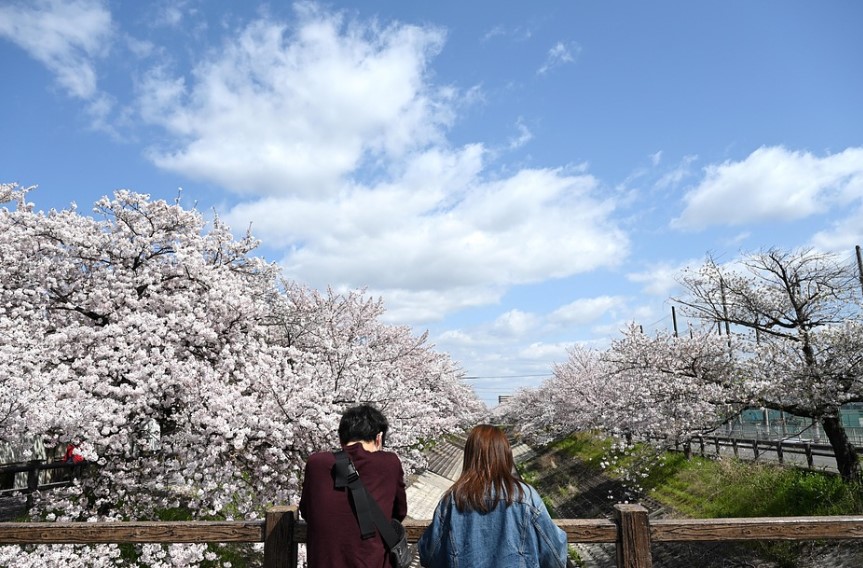 지금 걷기 좋은 서울 길(벚꽃 길, 서울 코스)