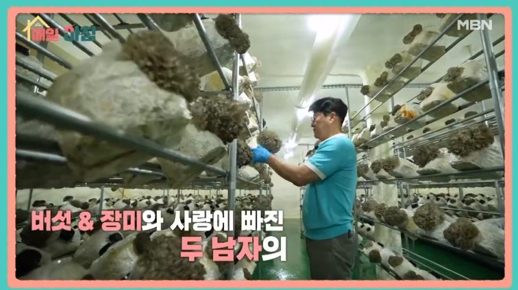 매일아침 성공의 한수 잎새버섯 썸네일