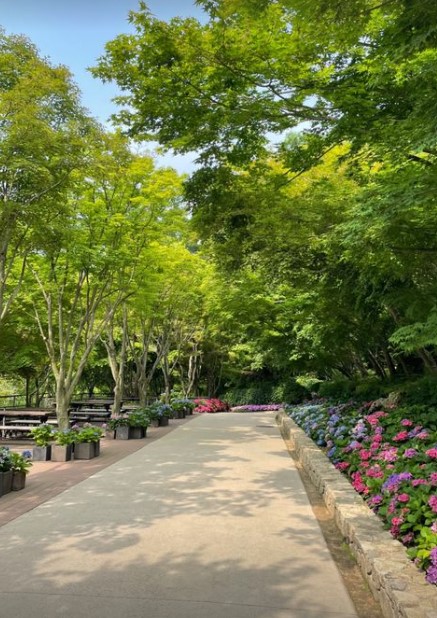 화담숲 수국 축제