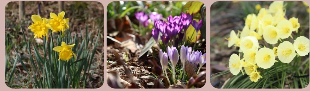 천리포수목원 목련축제｜비공개 정원 개방, 숙박, 온라인예약 팁까지!