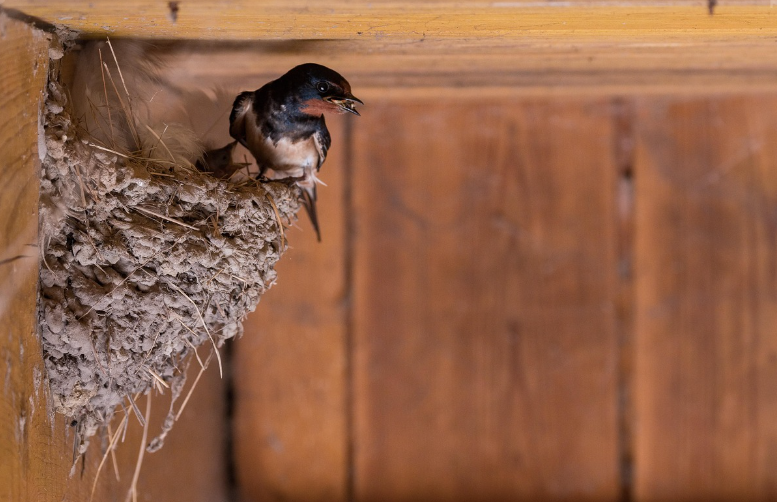 swallows in the mud nest in the barn