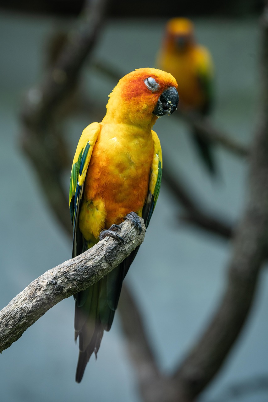 잠자는 패럿(앵무새)