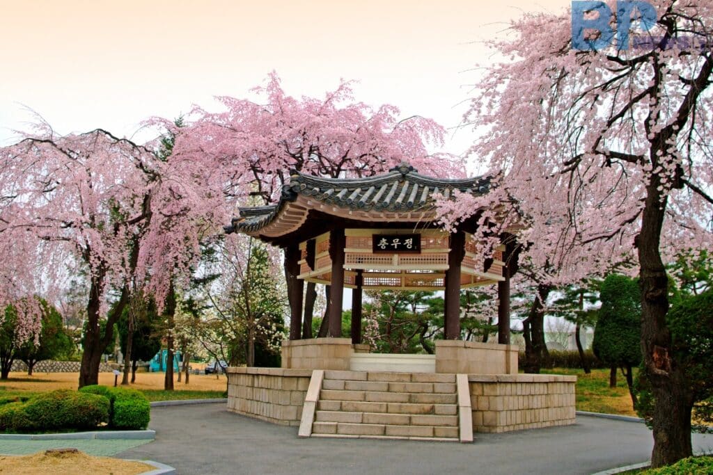 현충원의-겹벚꽃