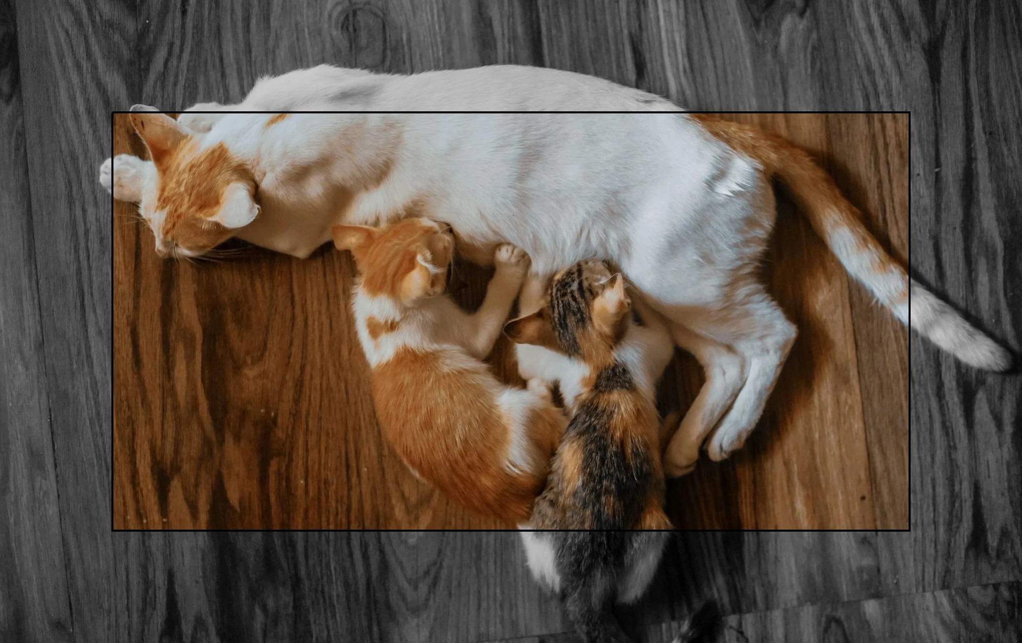 이미지_2