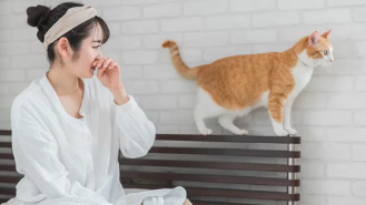 고양이 감기/출처:어도비스톡