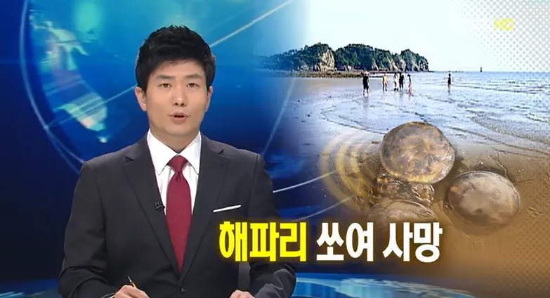 노무라입깃해파리-쏘임-사망-사고