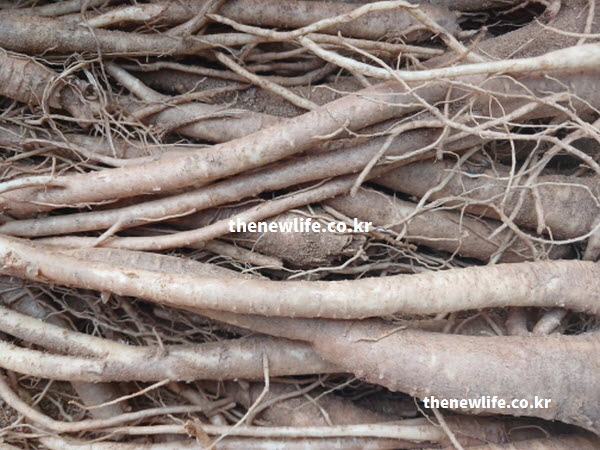 면역력을 높이는 도라지 효능 성분인 이눌린이 함유된 단면 실물