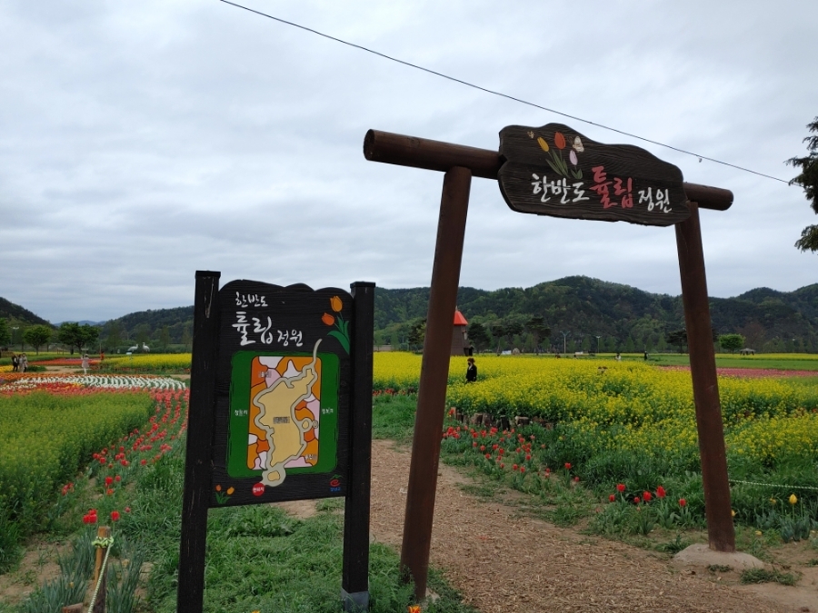 남지 유채공원6