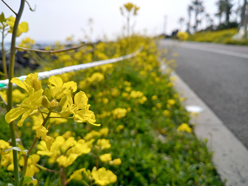 [제주도 Jejudo] 서귀포 유채꽃 국제걷기대회: 배염줄이 지나며