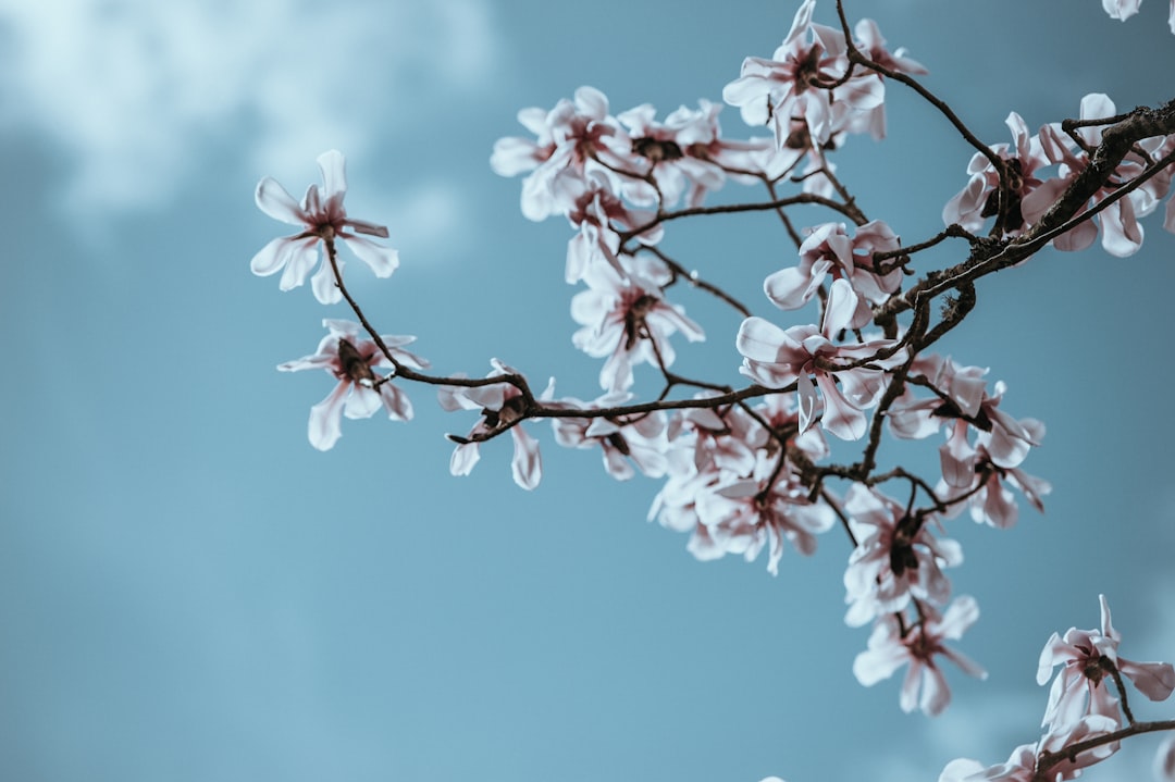 Blossom