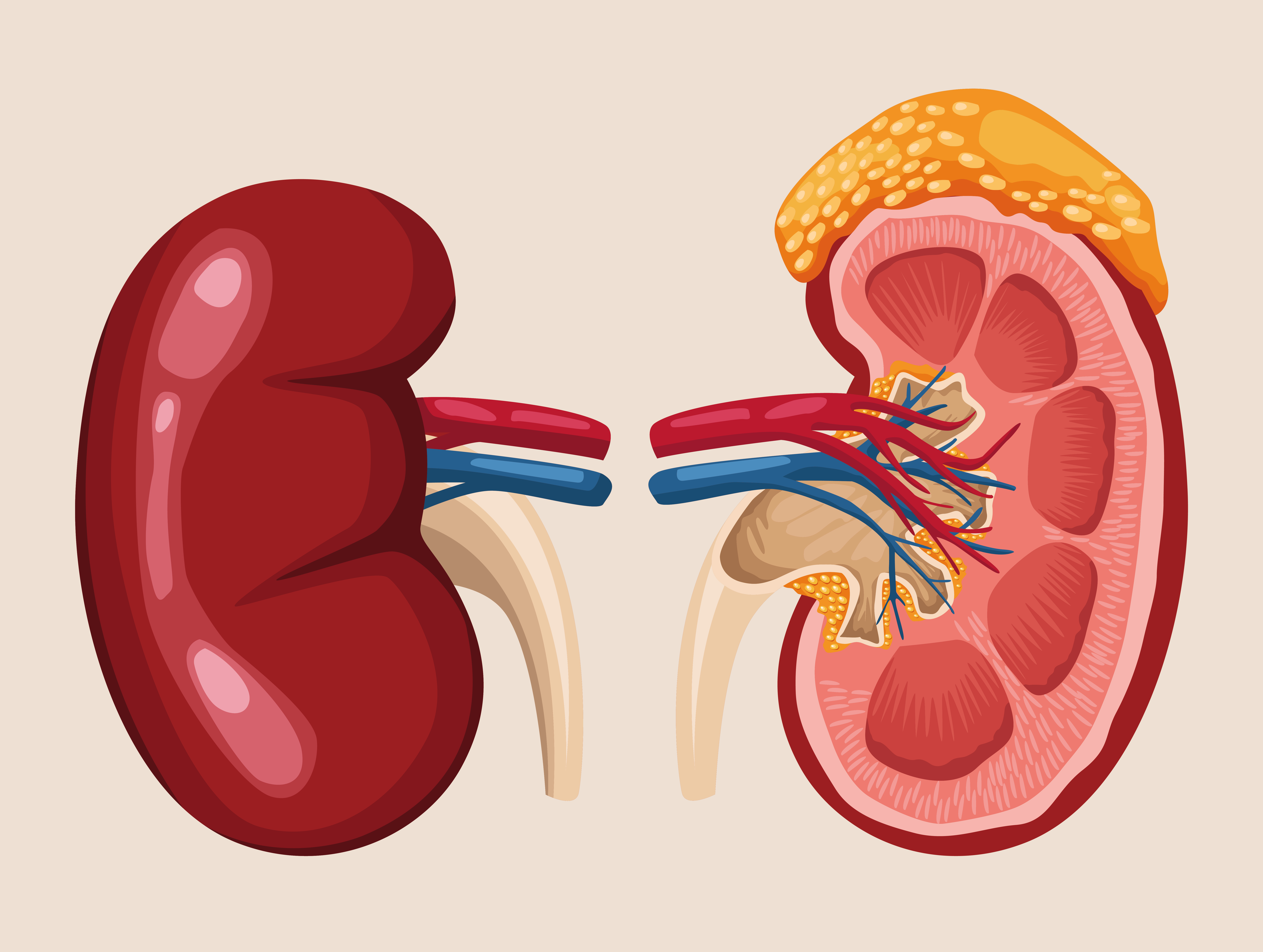 신장, kidney, https://www.freepik.com/free-vector/kidney-realistic-organs-anatomy-poster_29875081.htm#fromView=search&page=1&position=28&uuid=3ba9b47d-d690-4df8-a918-598b85217562&query=%EC%8B%A0%EC%9E%A5