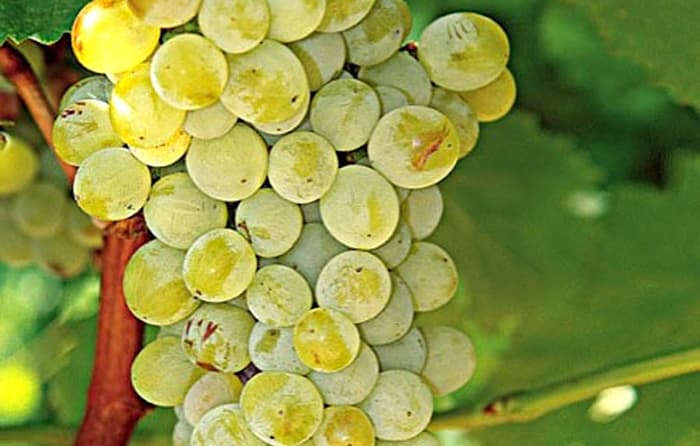 μ±κ²λΉλΉλ°₯ & μμλ₯΄ν°μ½(Assyrtiko) μμΈ νμ΄λ§ο½λ°λ€μ κ°μΉ λ§κ³Ό νμ° λ―Έλ€λμ μ²λν λ§λ¨