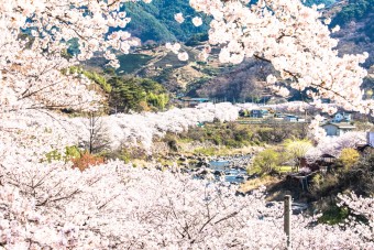 하동 십리벚꽃길