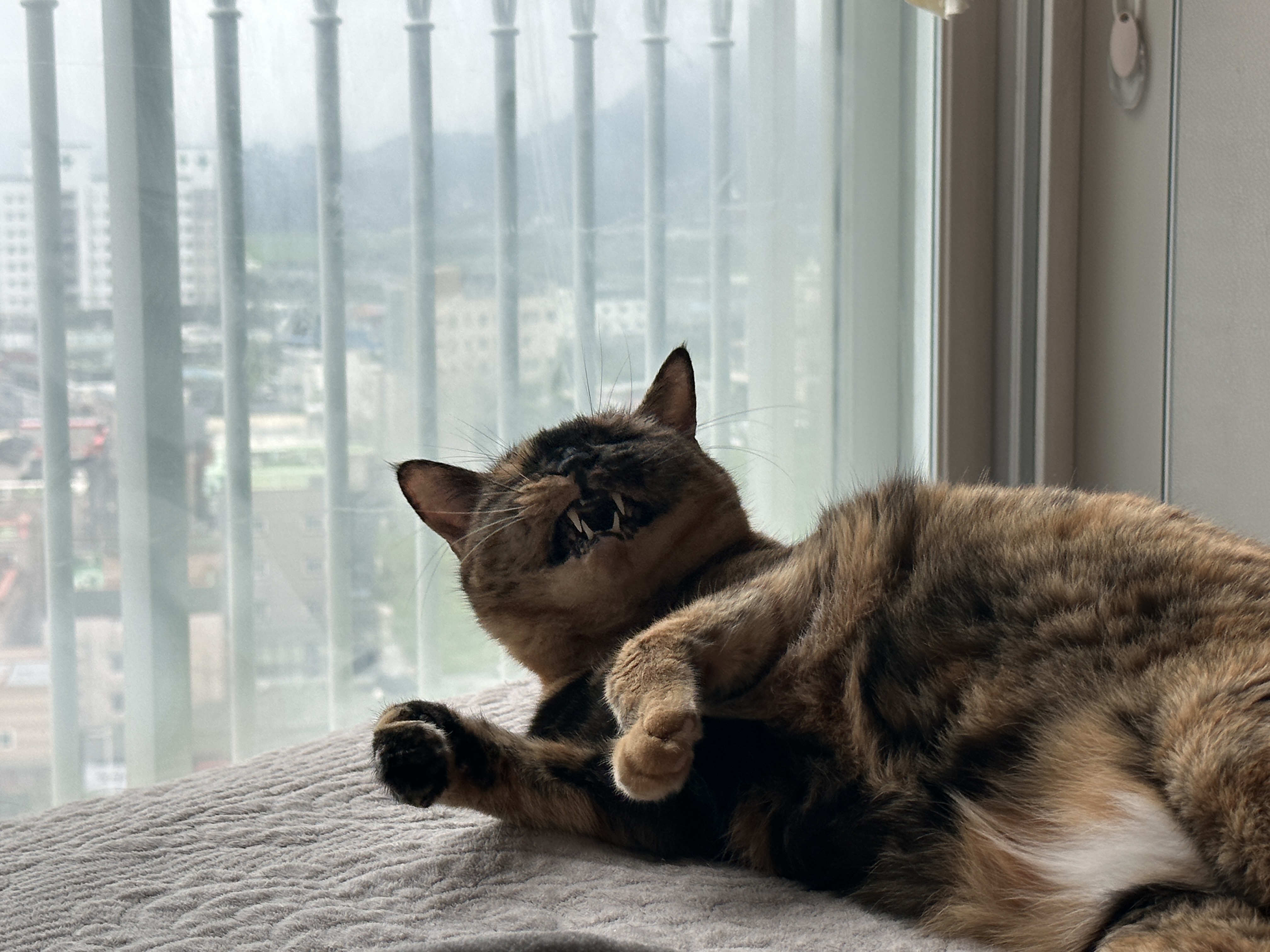 웃고_있는_카오스_고양이_사랑이