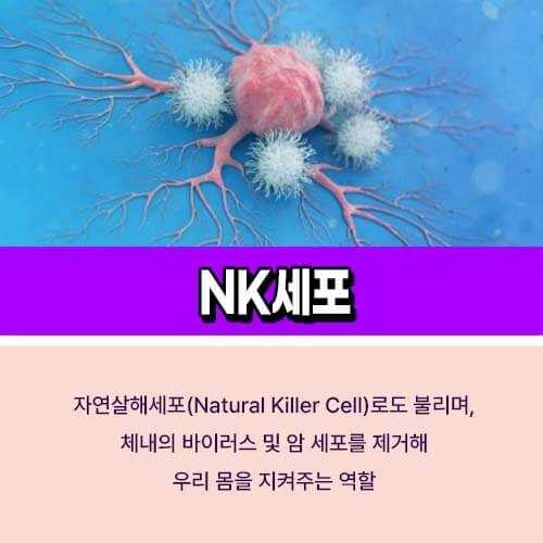 NK세포