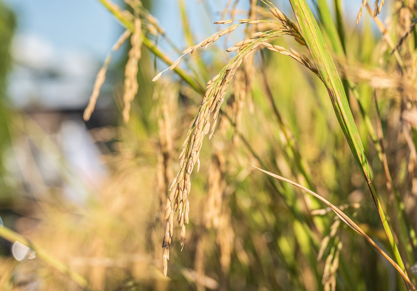가을장마로 수확이 늦어진 햅쌀, 황금빛 논의 수확 풍경 이미지