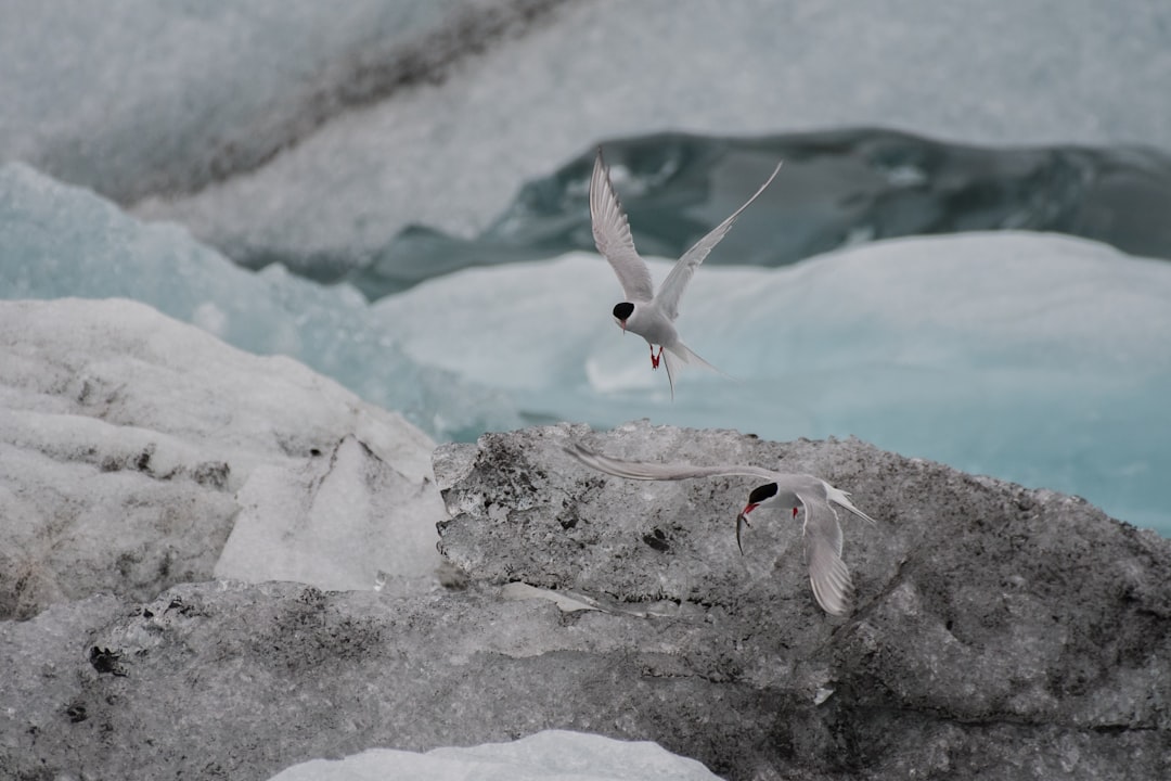 Ice fish.