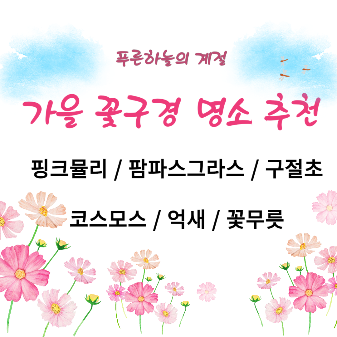 [10월 국내 여행지 추천] 핑크뮬리 / 팜파스 그라스 / 구절초 / 코스모스 / 억새 가을꽃 구경 장소 명소