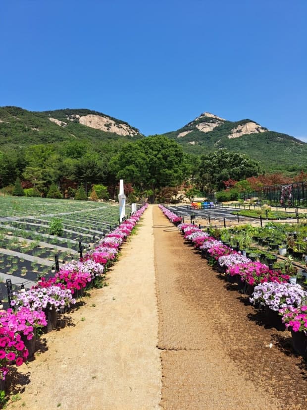 [서울 근교 여행지]산들소리 수목원 &amp; 낭만등불축제 후기
