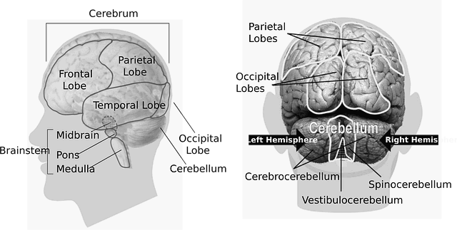 뇌의 해부학적 부위와 작용