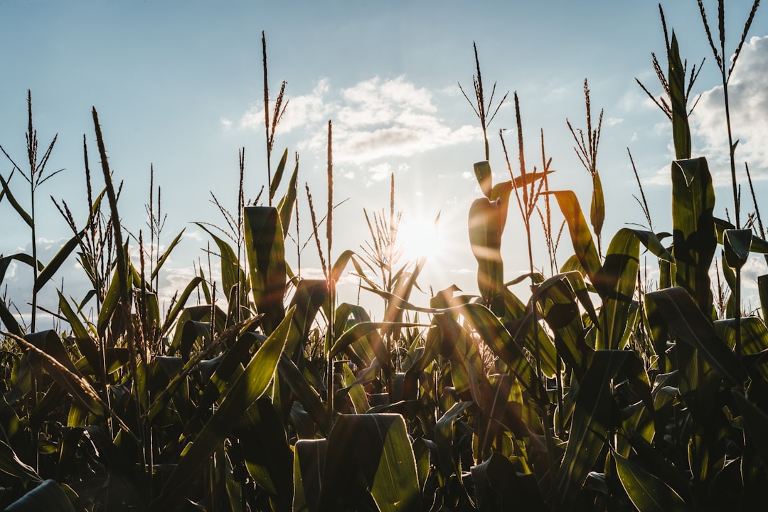 Agricultural