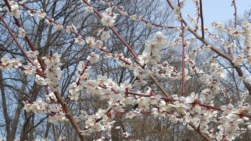 매화꽃-피는시기-개화시기-꽃말