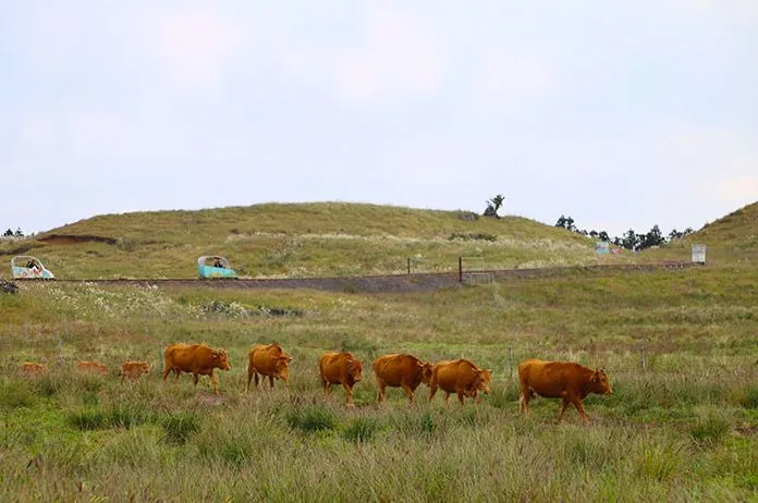 제주도-동쪽-테마파크-제주-레일바이크-액티비티-추천-소가-지나간다
