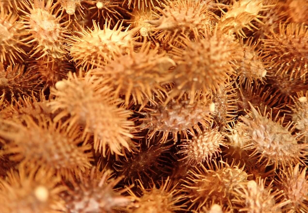 볶은-도꼬마리와-차