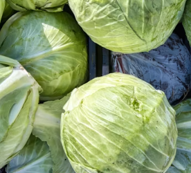 위염에 좋은 음식 영양제 식단