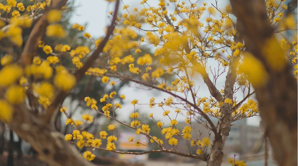 2025 구례 산수유 축제 관련사진