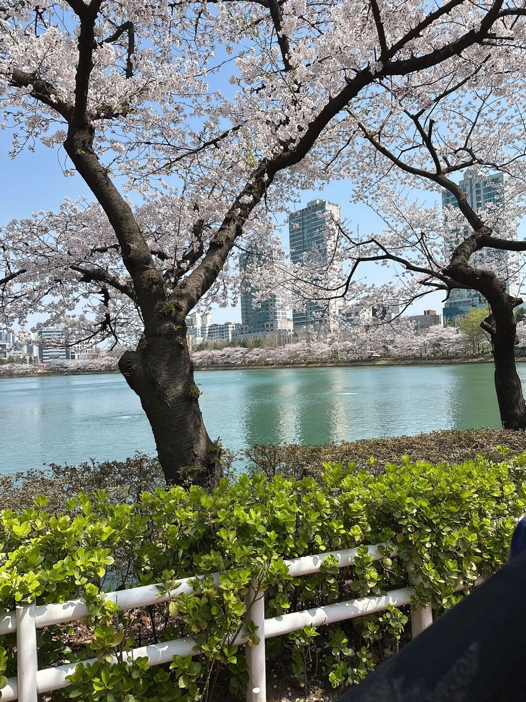 석촌호수 벚꽃 실시간