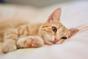 누워 있는 고양이