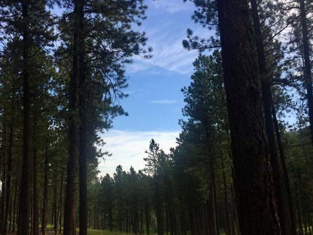 국립자연휴양림-예약-꿀팁