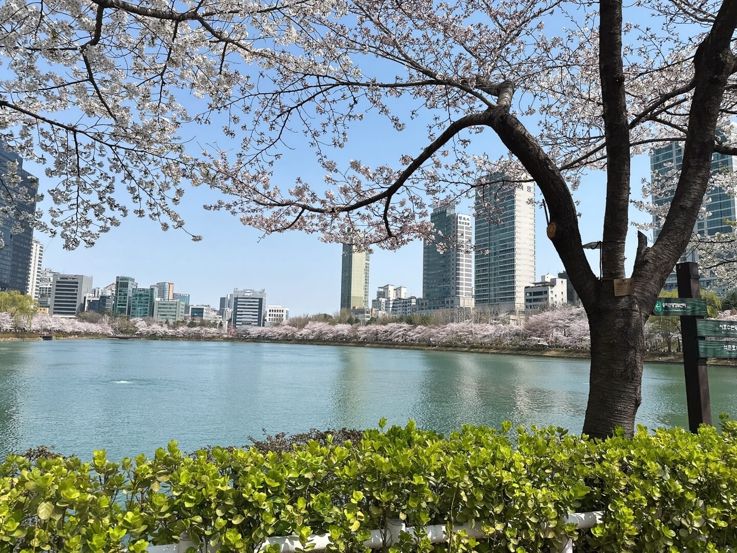 석촌호수 벚꽃 실시간