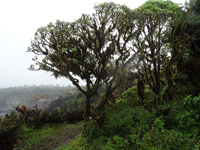 갈라파고스 고유종 국화과 Scalesia pedunculata