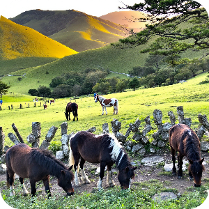 제주 조랑말 체험공원 이미지