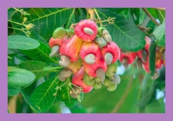 캐슈넛 효능 부작용 섭취량_13