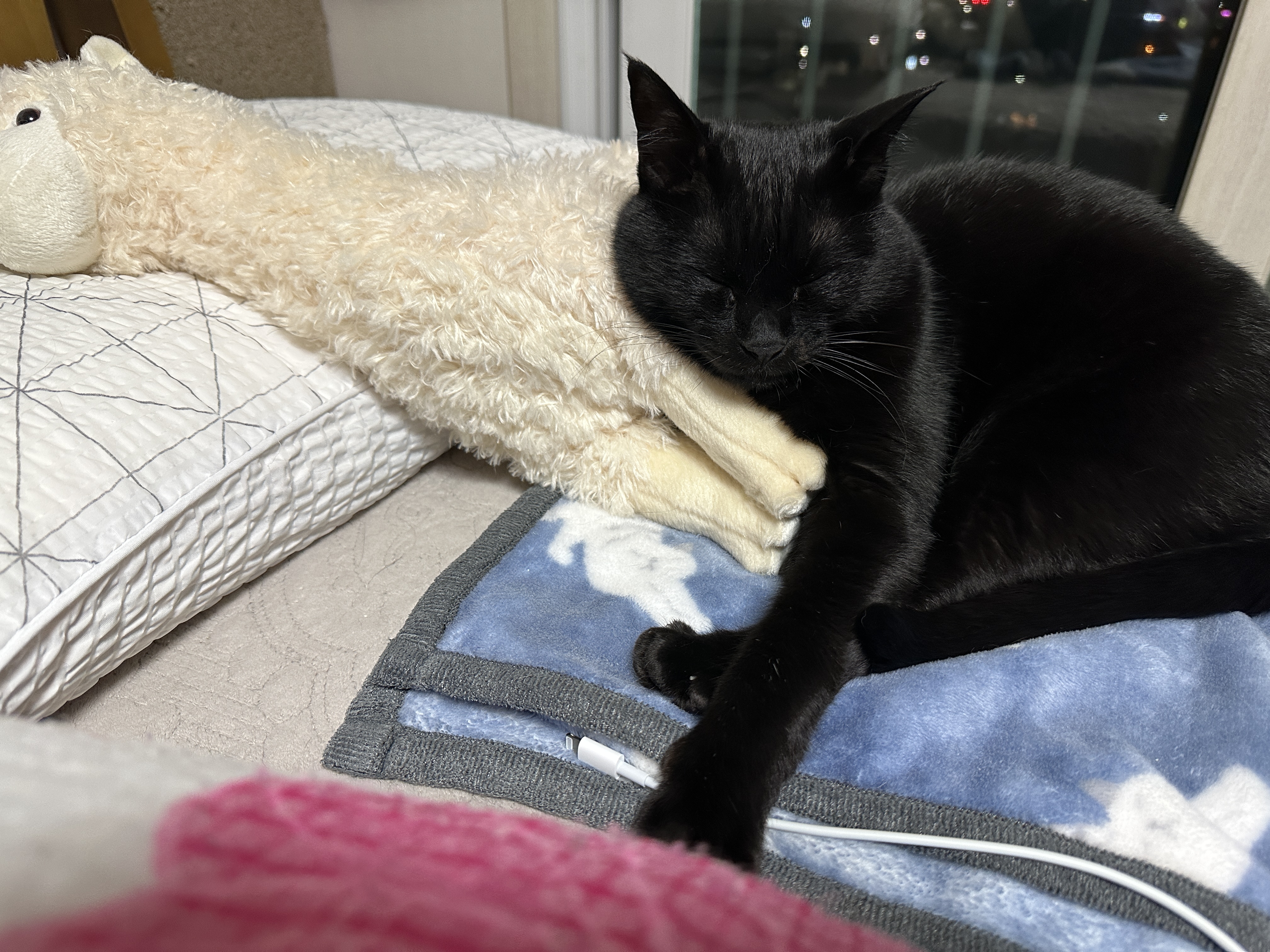 고양이들이 이제 라마를 편한 친구로 생각하는것 같다. (feat. 다다, 건이)