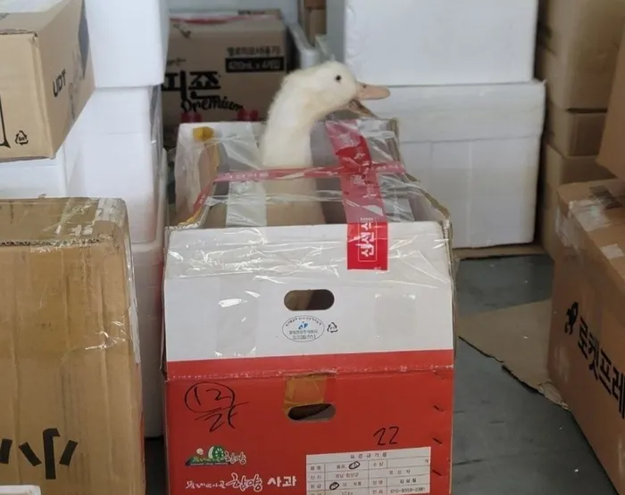 지난 27일 온라인 커뮤니티 에펨코리아 등에는 사과 상자 안에 살아있는 오리가 고개를 내밀고 있는 사진이 올라왔다. 에펨코리아 갈무리