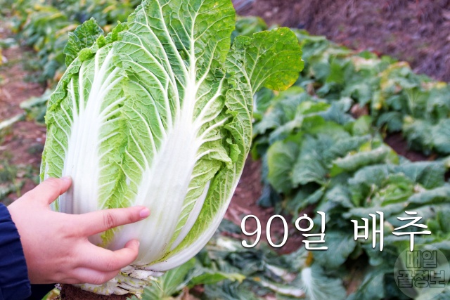 맛있는 김장배추 고르는법,절임배추 고르기 가격,김장 김치,김치냉장고