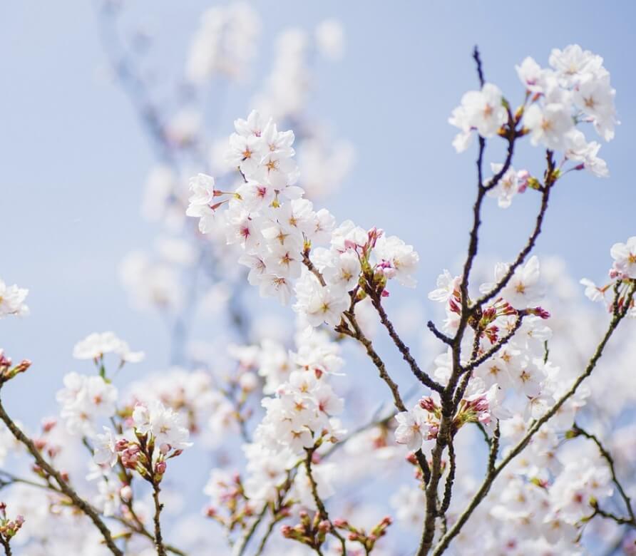 제천 청풍호 벚꽃축제 일정 프로그램