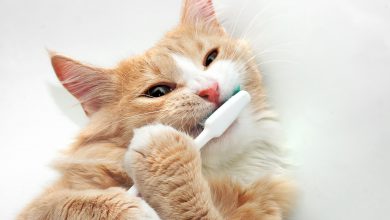노령묘 구강관리 관련사진