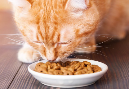 음식을 먹는 고양이.