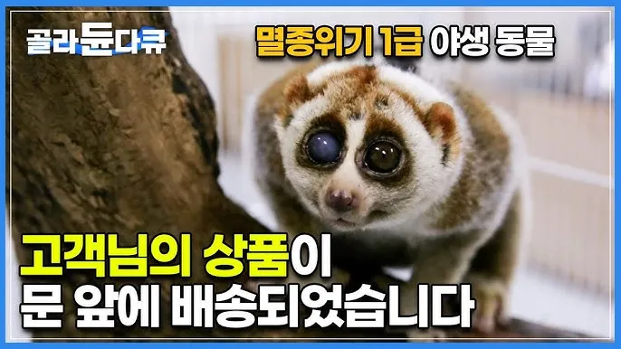 멸종 위기 동물 증가 원인과 환경 문제 분석_1