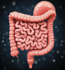 건강한 장이 노화를 늦춘다: 장내 미생물과 피부 건강의 연결고리