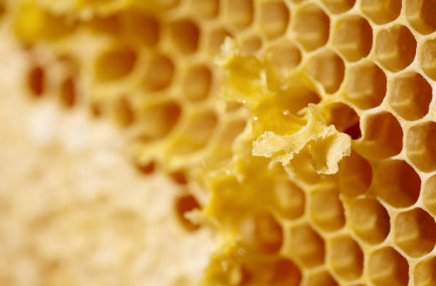 프로폴리스 효능, 부작용, 복용법 총정리 (2024ver)