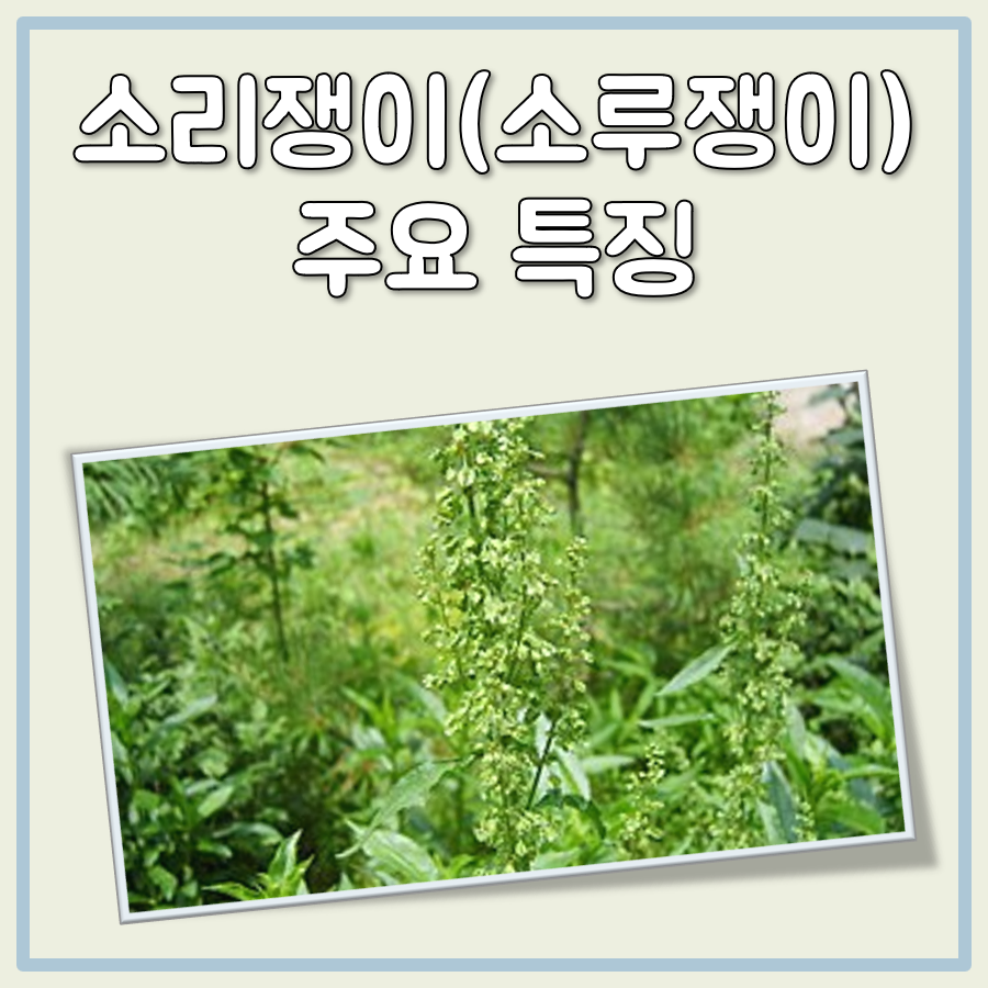 소리쟁이 나물, 소루쟁이 효능과 뿌리 먹는법까지 한눈에 대표 이미지