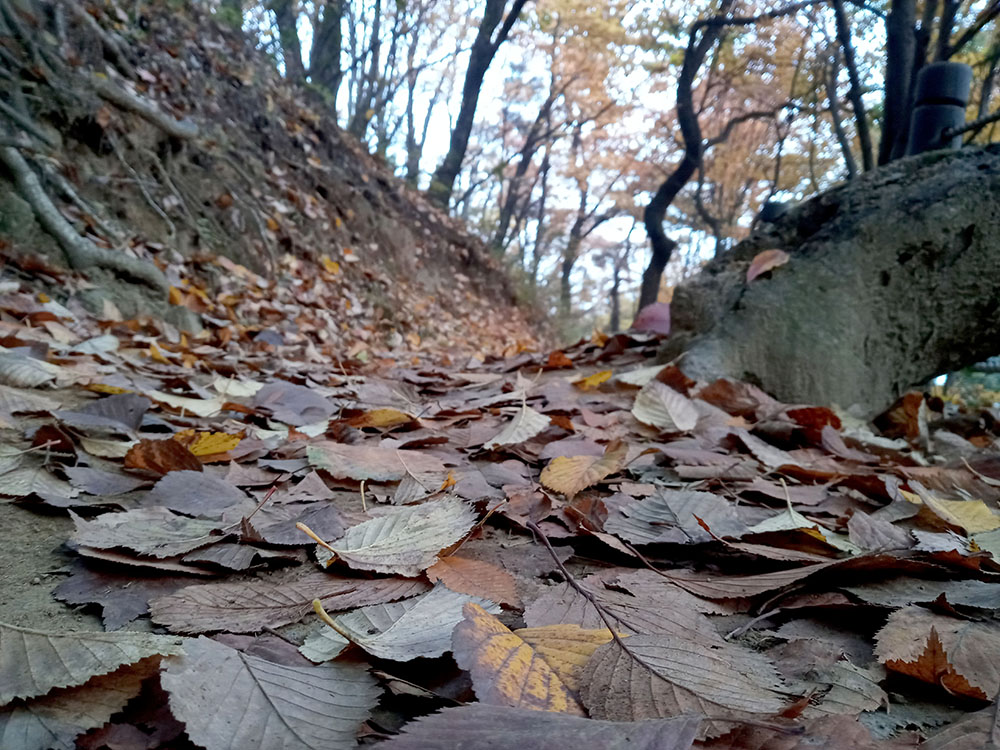 서울 사회복지 걷기대회(ECO Walk, Together Walk)