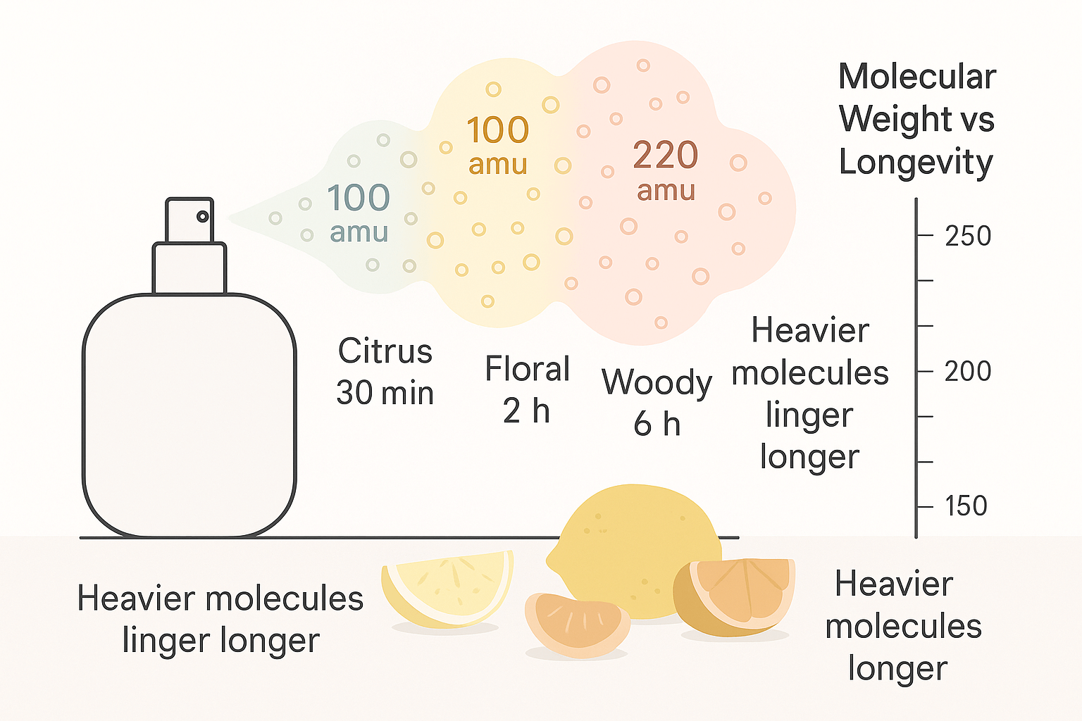향수의 분자량과 지속 시간의 관계를 설명하는 인포그래픽. 시트러스 향은 100 amu로 약 30분 지속되며, 플로럴 향은 100 amu로 2시간, 우디 향은 220 amu로 6시간 지속됨. 무거운 분자일수록 향이 오래 남는다는 사실을 시각적으로 표현