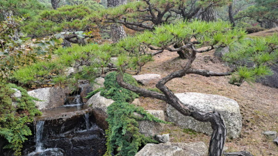 단풍명소_화담숲_소나무정원